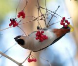 Viburnum opulus. Перезимовавшие соплодия с кормящимся свиристелем. Московская обл., Одинцовский р-н, г. Кубинка, сосновый лесопарк. 17.03.2020.