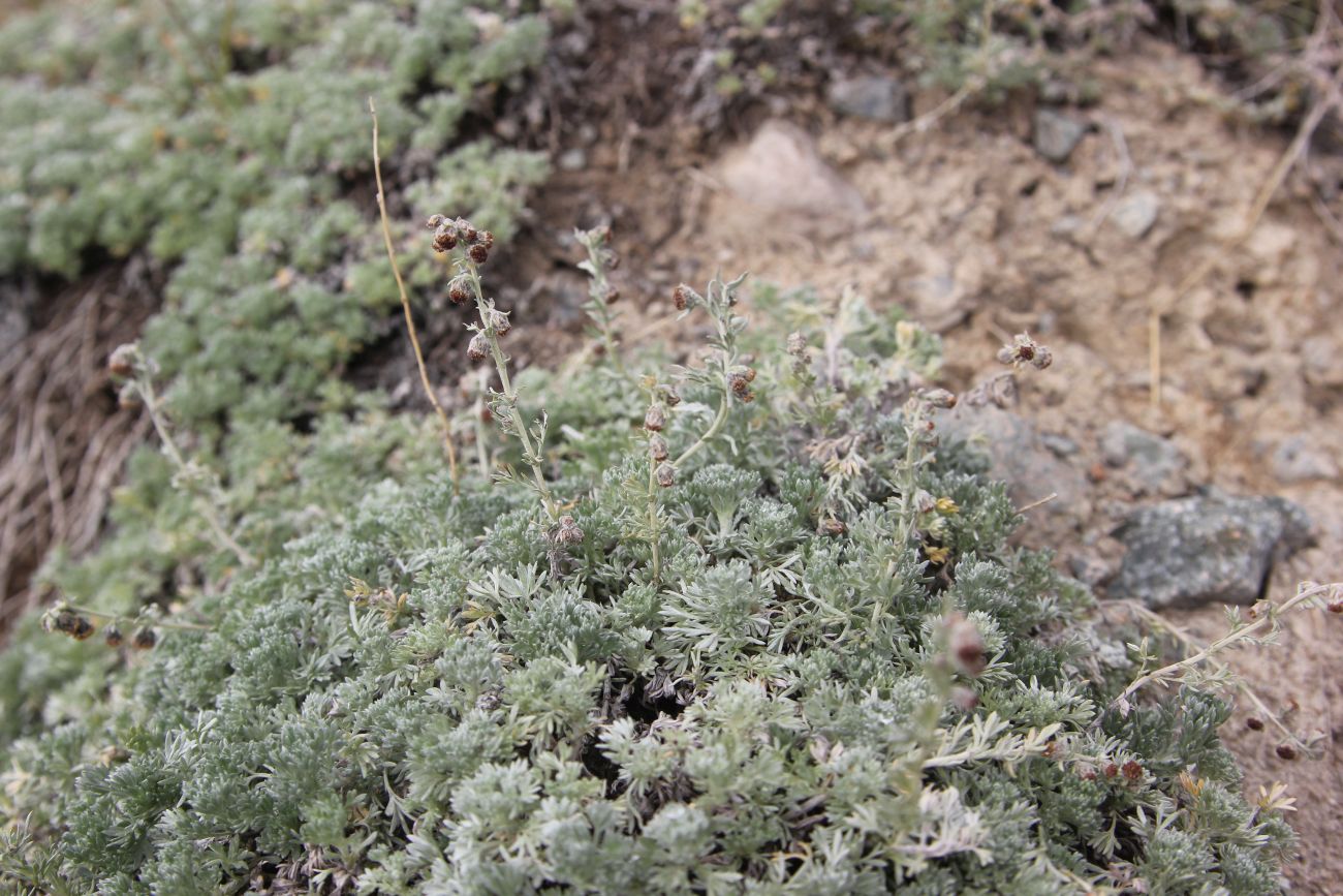 Image of genus Artemisia specimen.