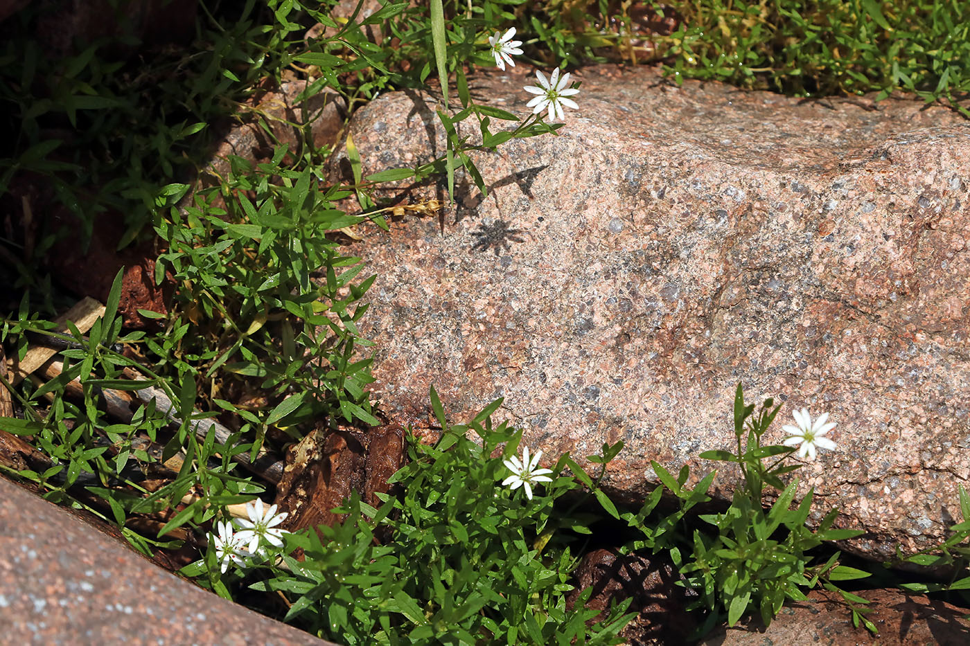 Image of Stellaria brachypetala specimen.