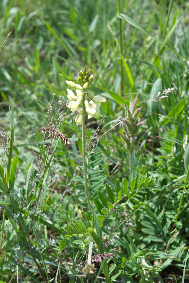 Image of familia Fabaceae specimen.