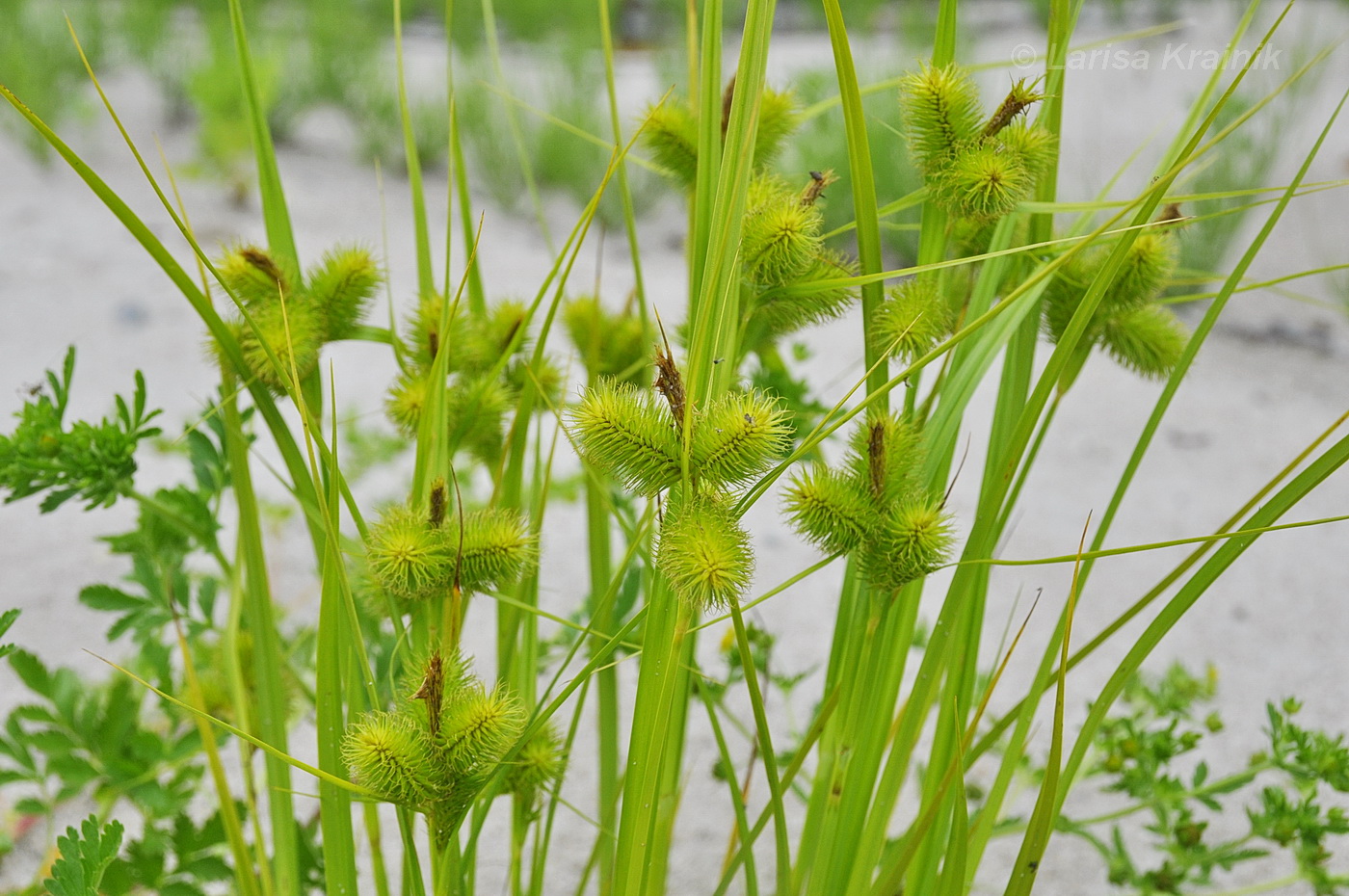 Изображение особи Carex capricornis.