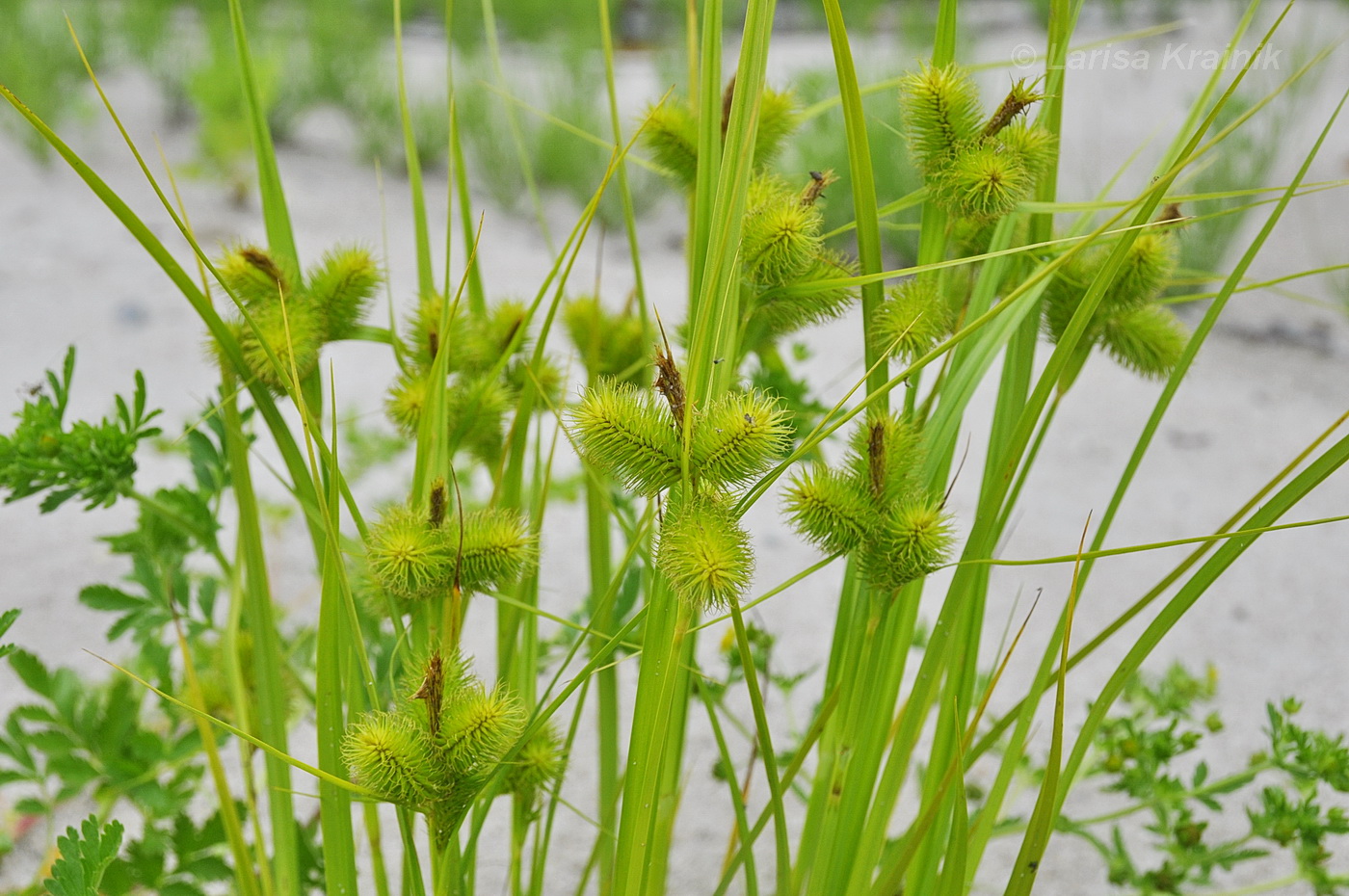 Image of Carex capricornis specimen.