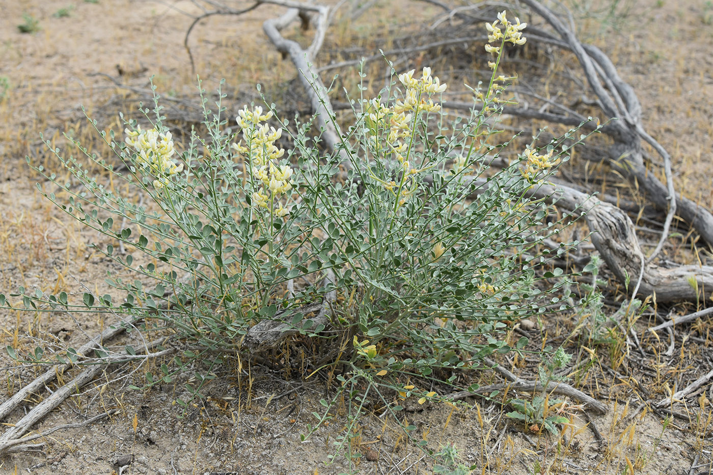 Изображение особи Ammothamnus lehmannii.