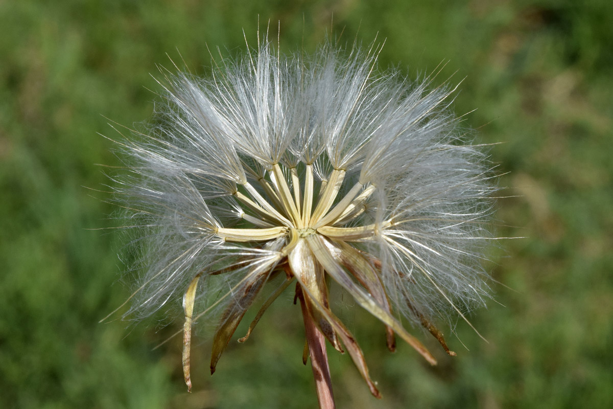 Image of Scorzonera parviflora specimen.