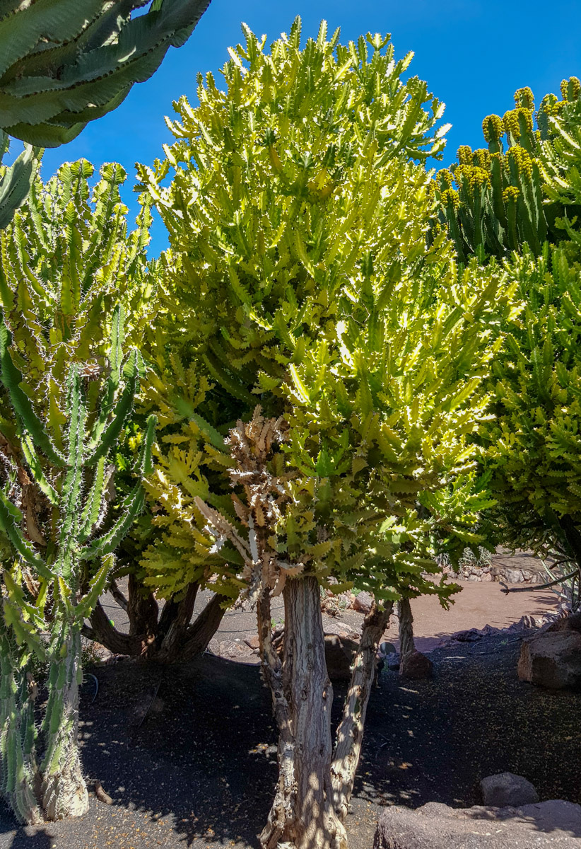 Image of Euphorbia lactea specimen.