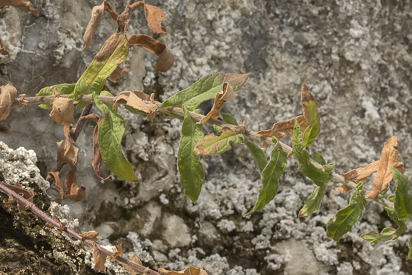 Изображение особи Pulicaria dysenterica.