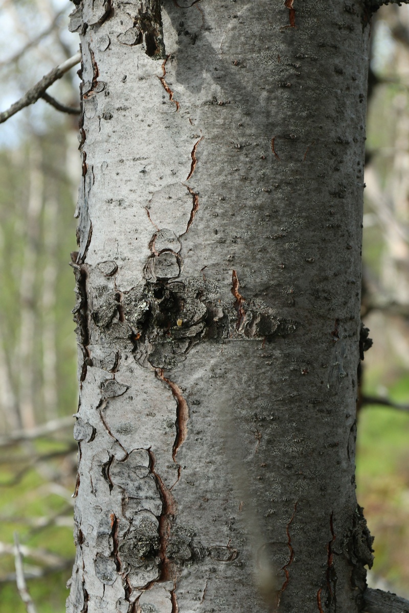 Изображение особи Pinus sibirica.