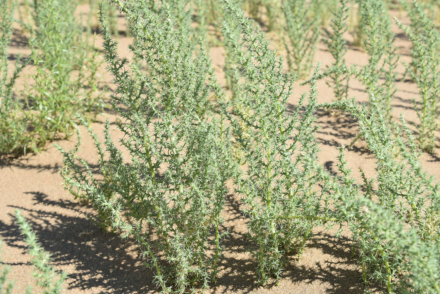 Изображение особи Salsola paulsenii.