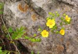 Potentilla acervata