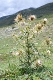 Cirsium semenowii