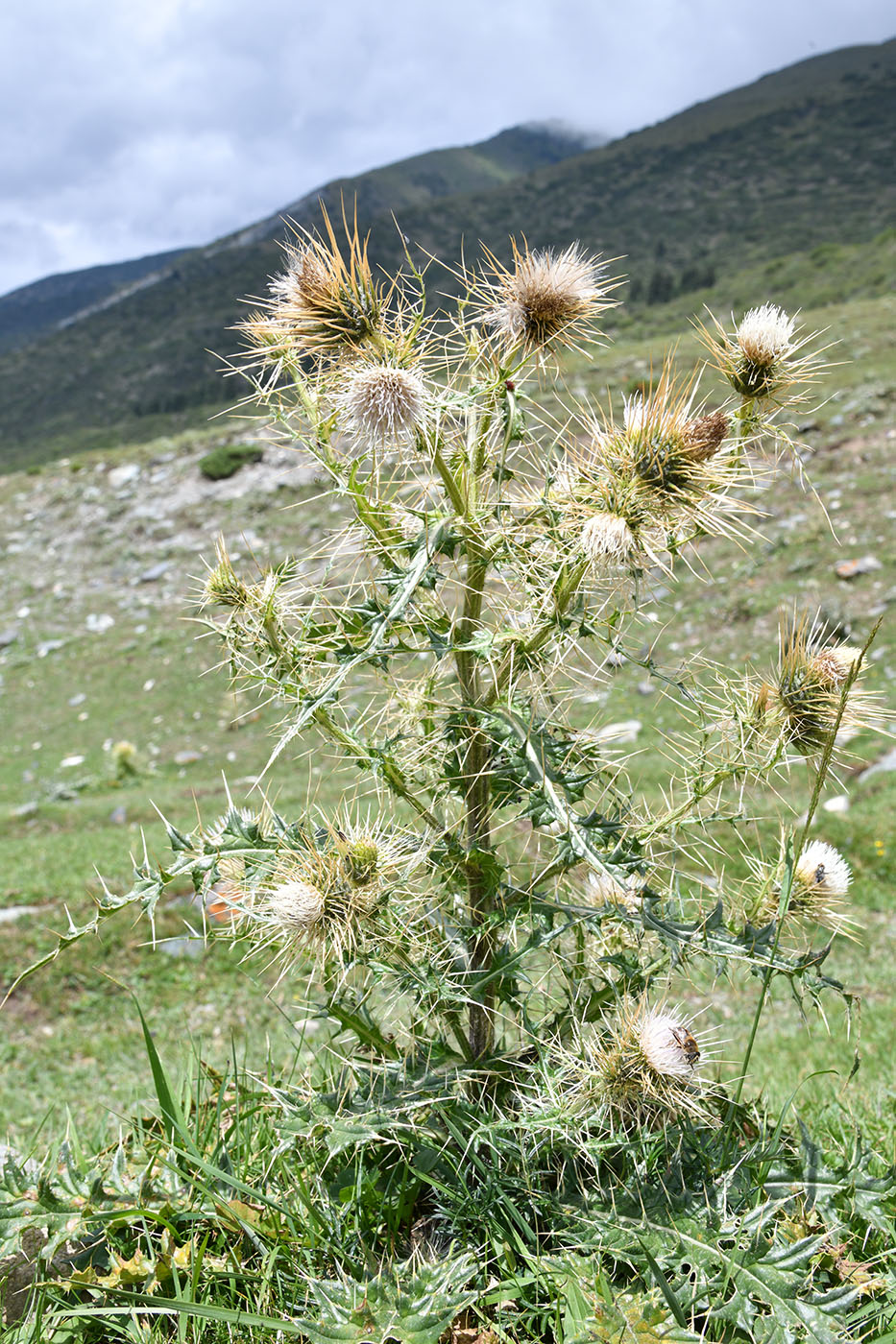 Image of Cirsium semenowii specimen.