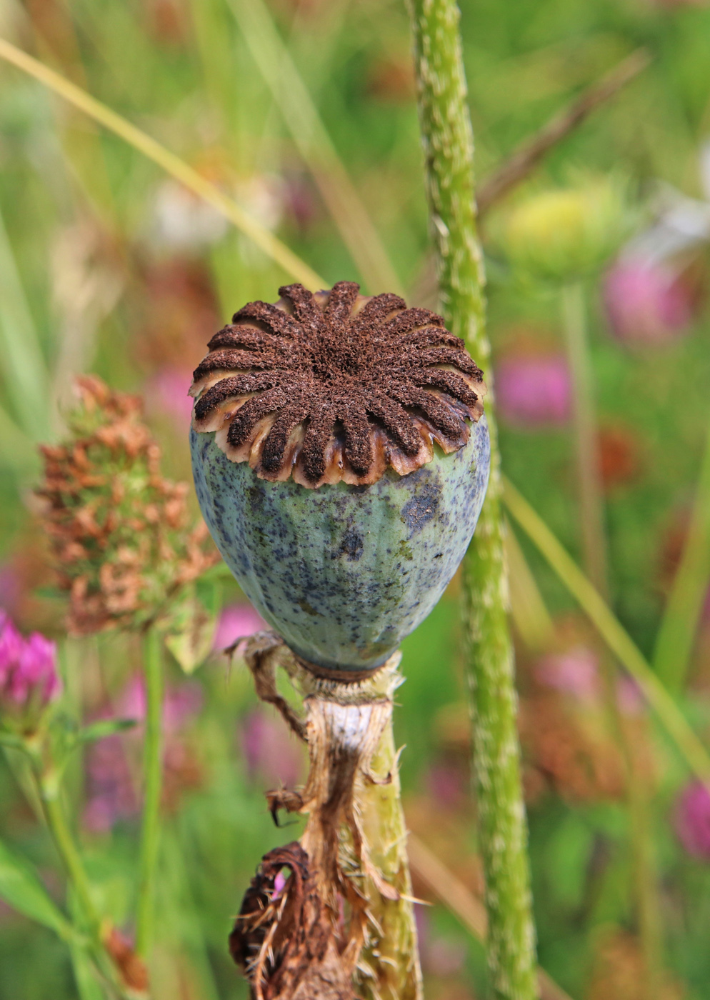 Изображение особи Papaver setiferum.