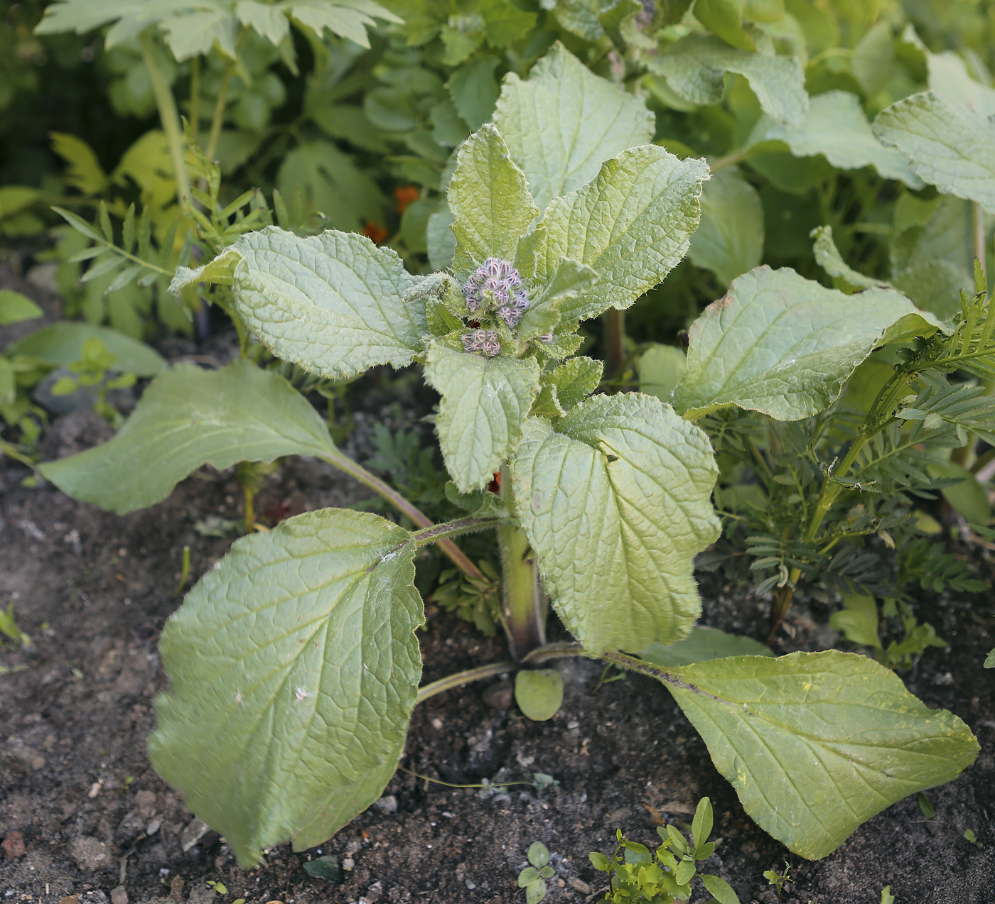 Image of Borago officinalis specimen.