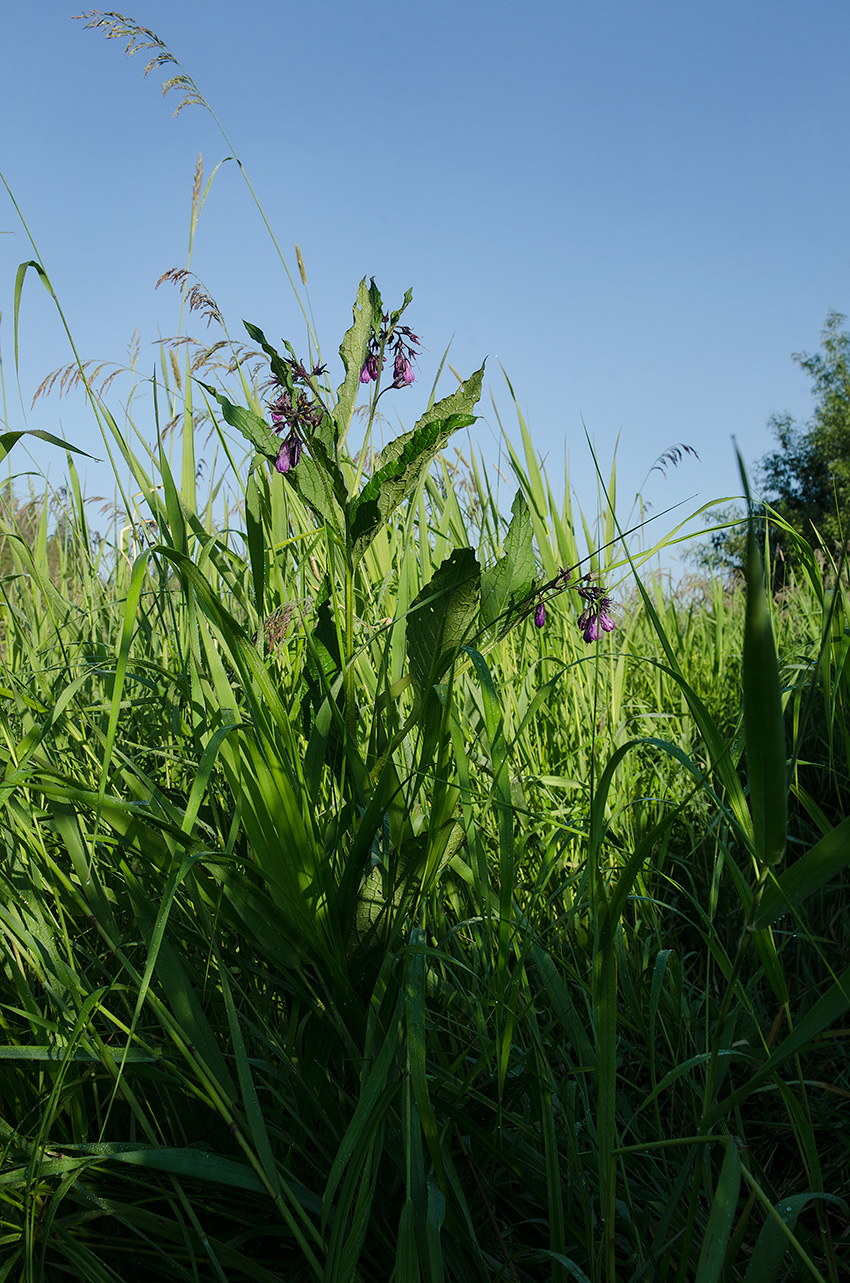 Изображение особи Symphytum officinale.