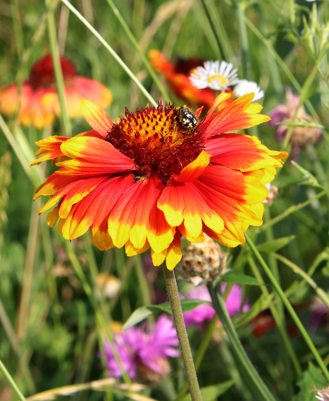 Image of Gaillardia aristata specimen.