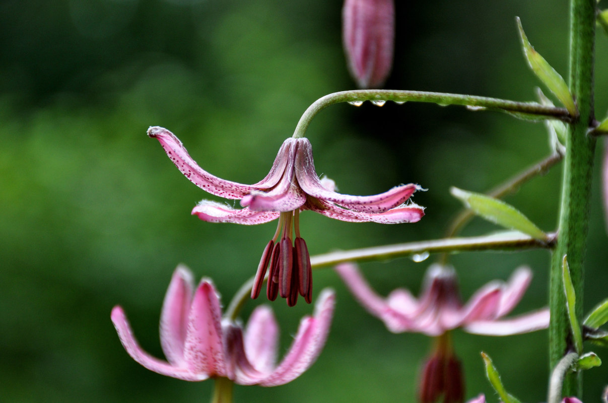 Изображение особи Lilium pilosiusculum.