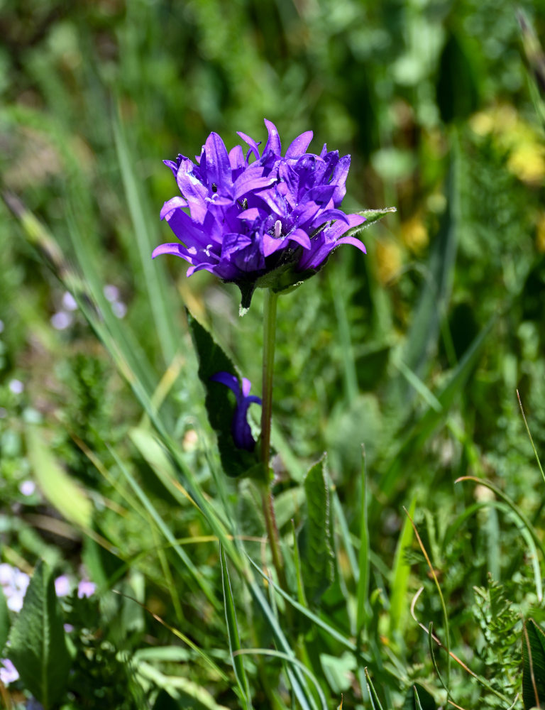 Изображение особи Campanula glomerata.