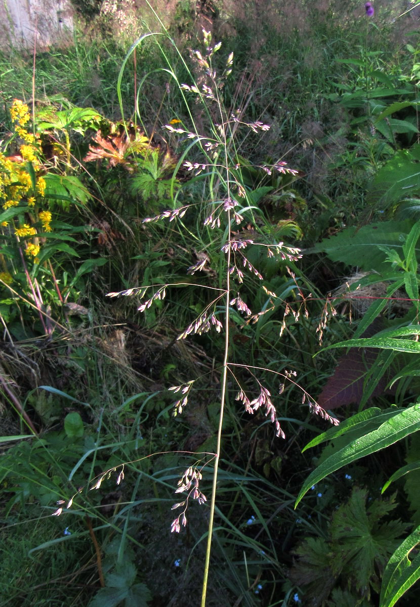 Image of Poa insignis specimen.