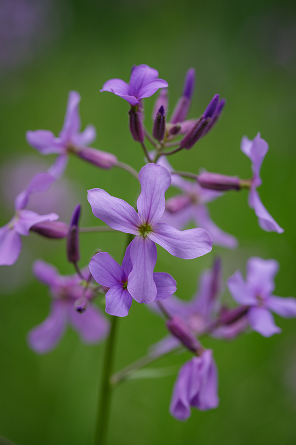 Image of Hesperis matronalis specimen.