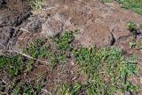 familia Fabaceae. Цветущие и плодоносящие растения. Чили, обл. Valparaiso, провинция Isla de Pascua, восточная часть острова, церемониальный комплекс Tongariki. 12.03.2023.