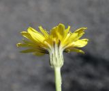 Crepis sonchifolia. Соцветие. Дагестан, Лакский р-н, окр. с. Шовкра, сланцевая осыпь. 25 июня 2023 г.