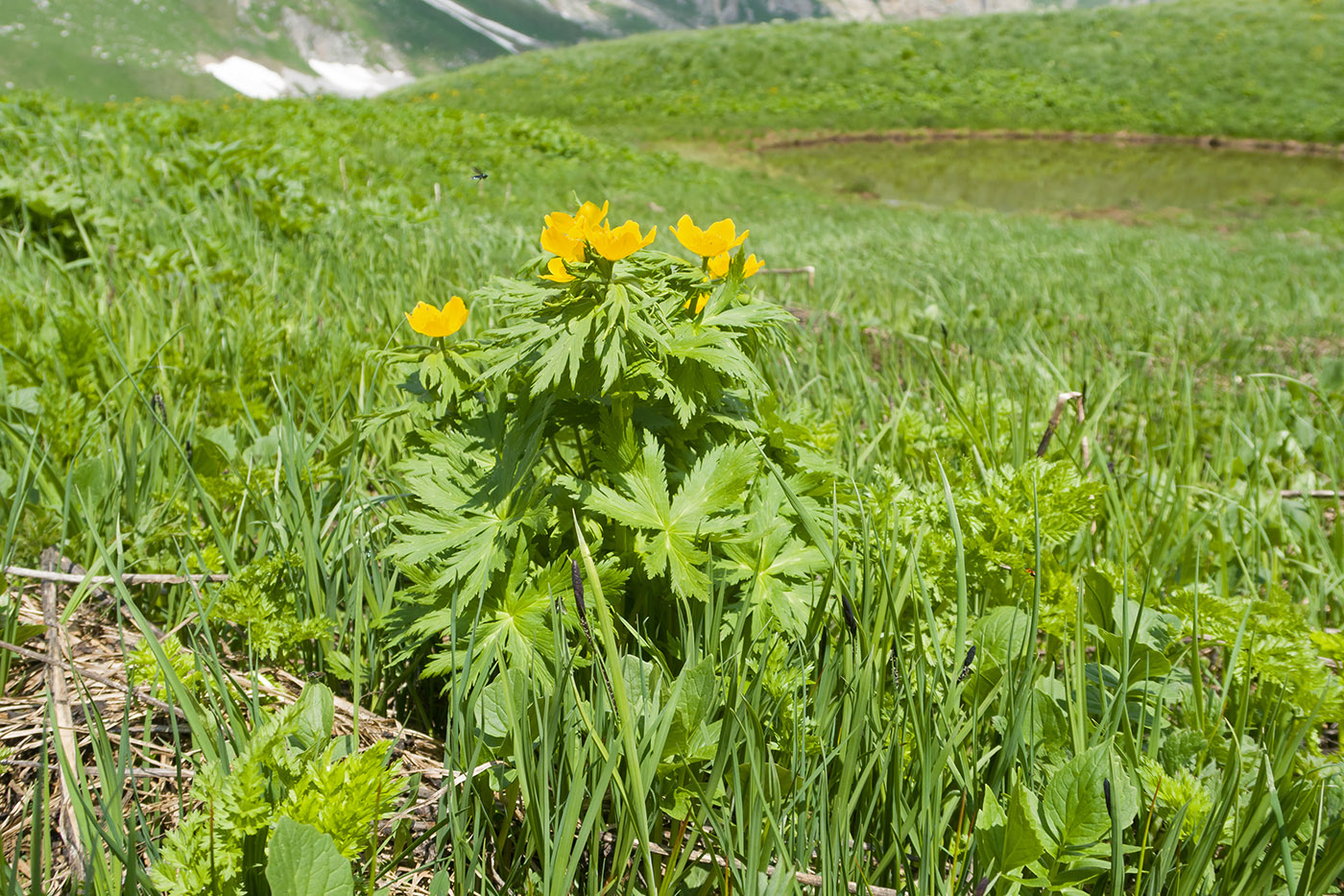 Изображение особи Trollius ranunculinus.