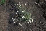 Pyrethrum demetrii