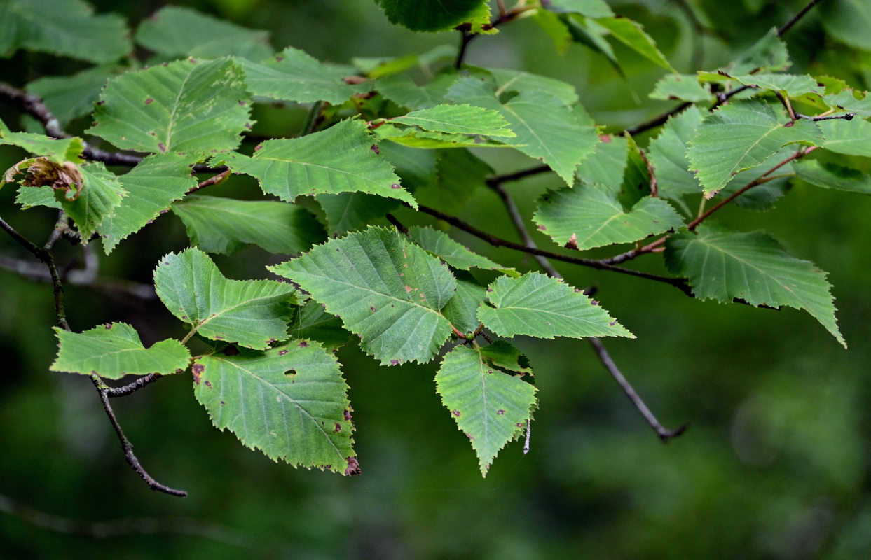 Image of Betula ermanii specimen.