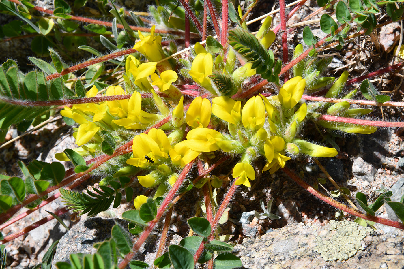 Image of Astragalus schanginianus specimen.