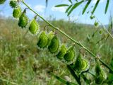 Смотреть изображение Onobrychis pulchella