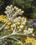 Helichrysum orientale. Верхушки побегов с соцветиями (вид со стороны обёрток). Испания, автономное сообщество Каталония, провинция Жирона, комарка Баш-Эмпорда, муниципалитет Палафружель, ботанический сад \"Кап-Роч\". 04.06.2023.