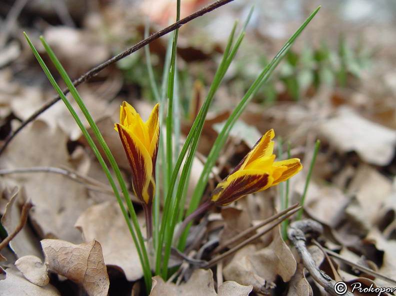 Image of Crocus angustifolius specimen.