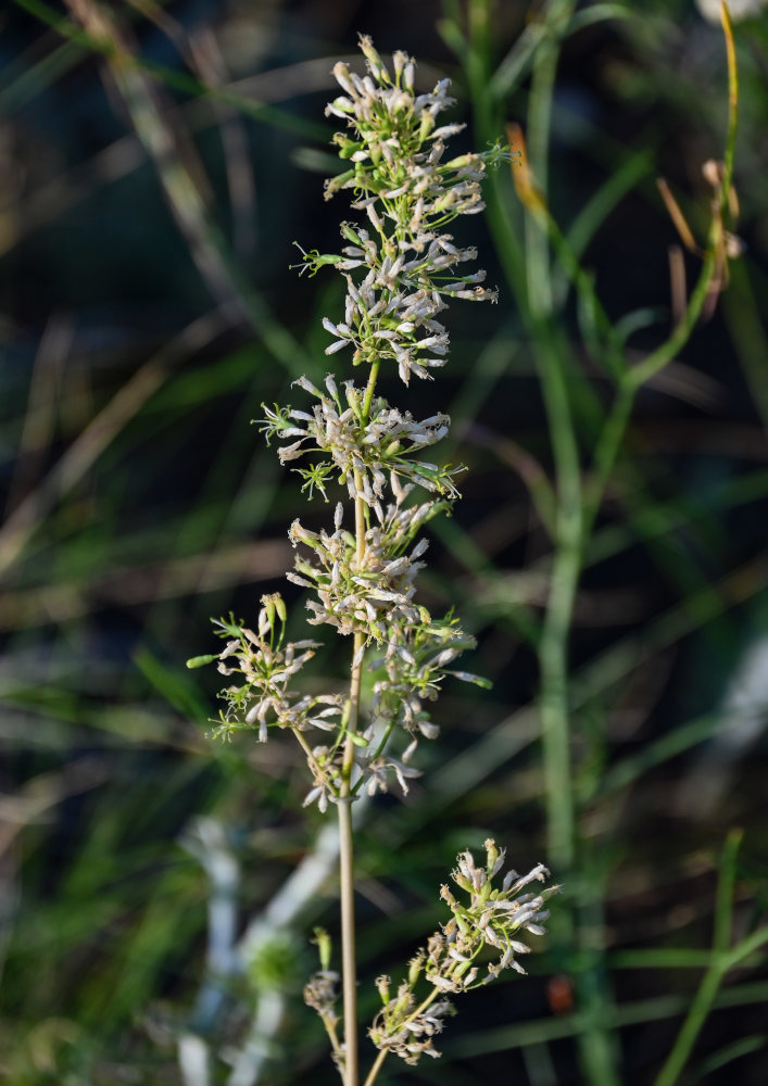 Изображение особи Silene chersonensis.