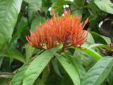 View full-size image Ixora coccinea