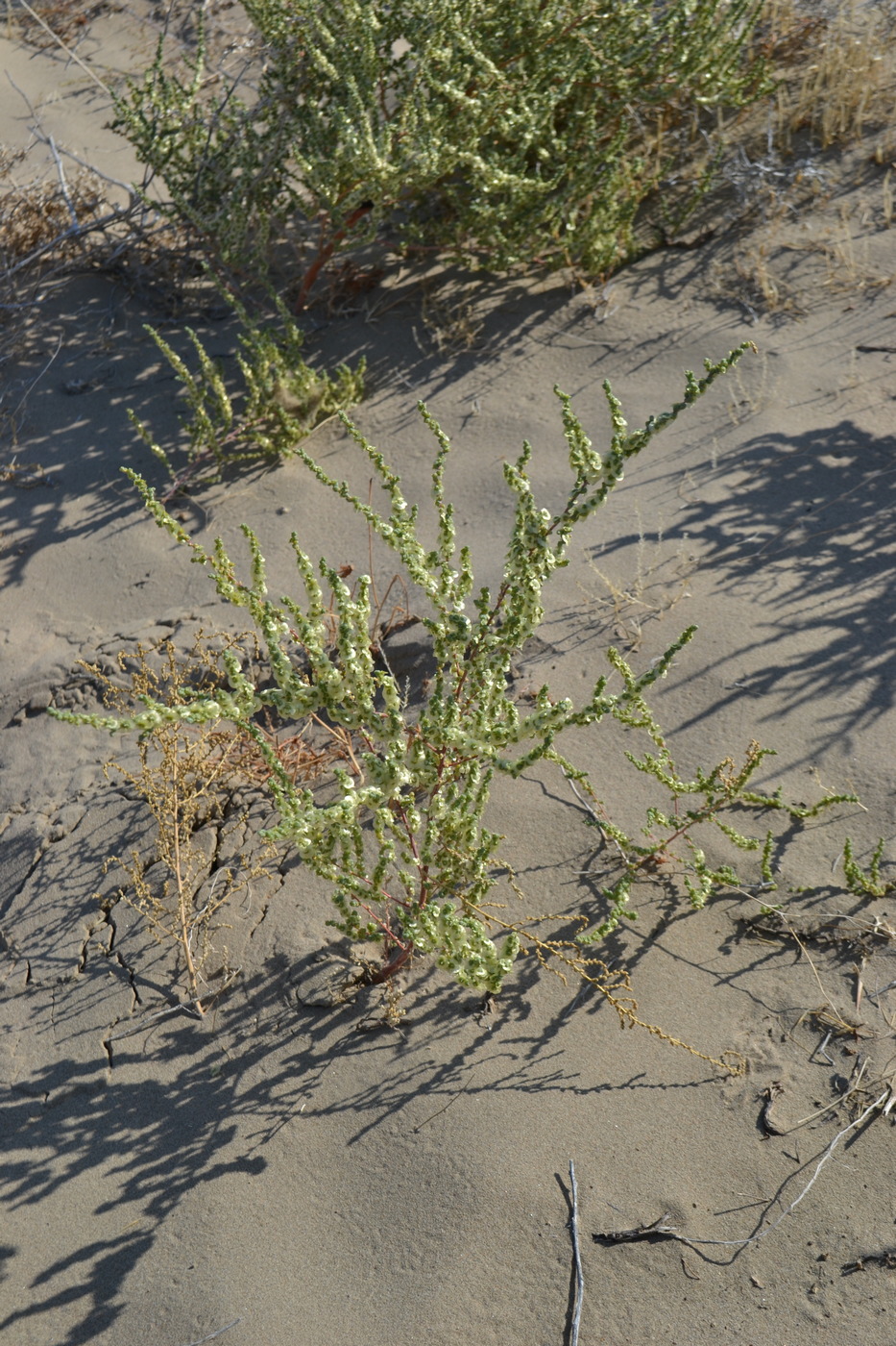 Изображение особи Salsola nitraria.