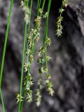 genus Carex