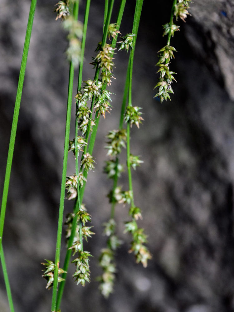 Изображение особи род Carex.