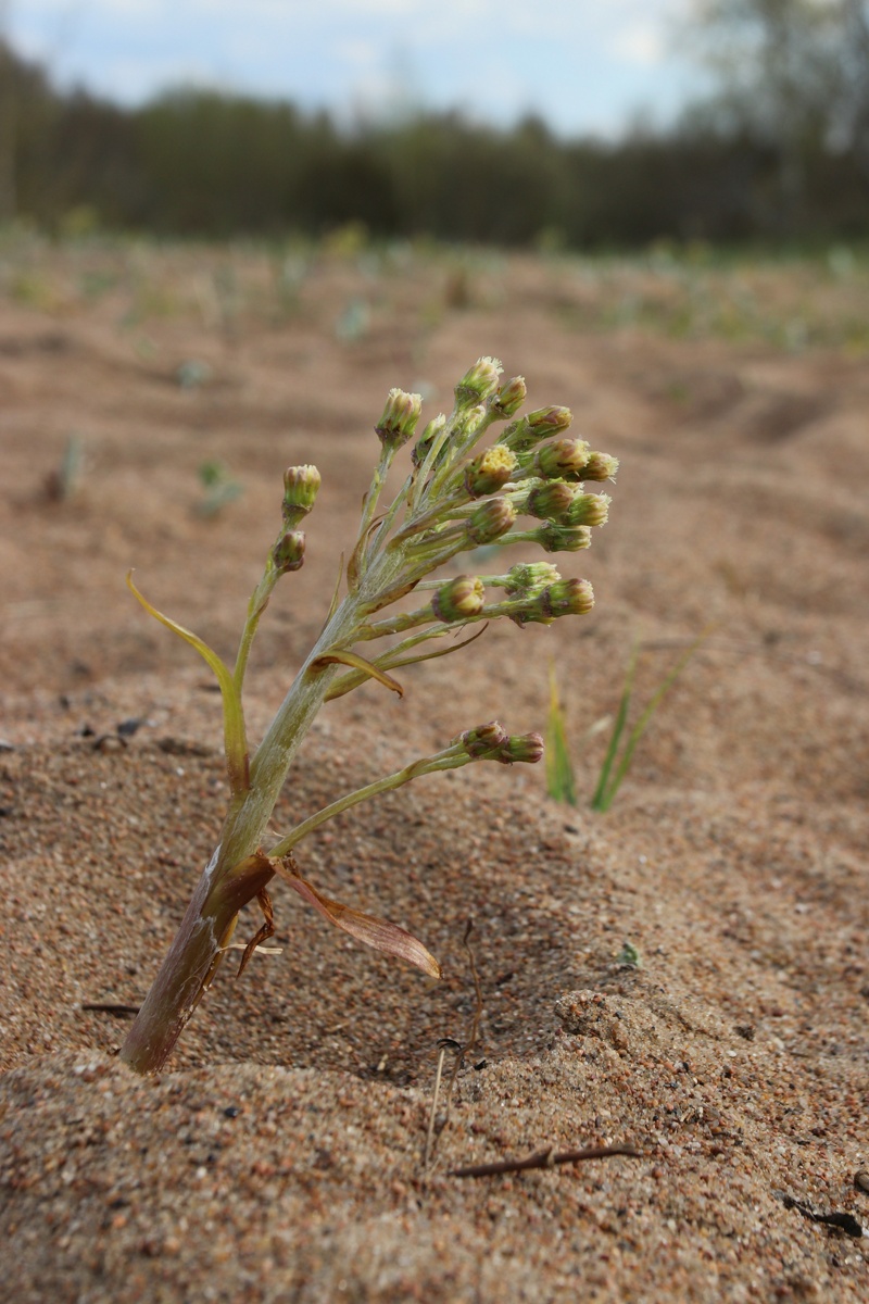 Изображение особи Petasites spurius.