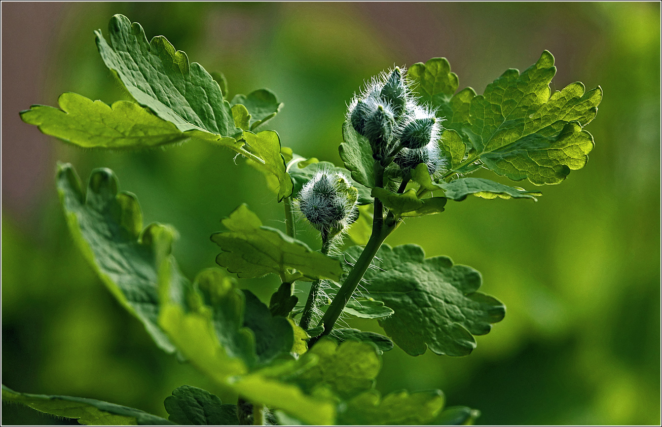 Image of Chelidonium majus specimen.