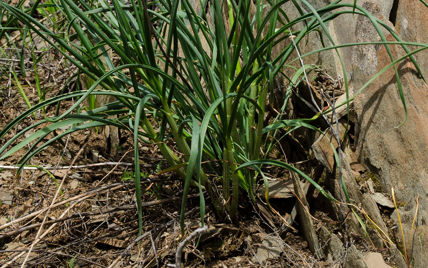 Image of Allium strictum specimen.