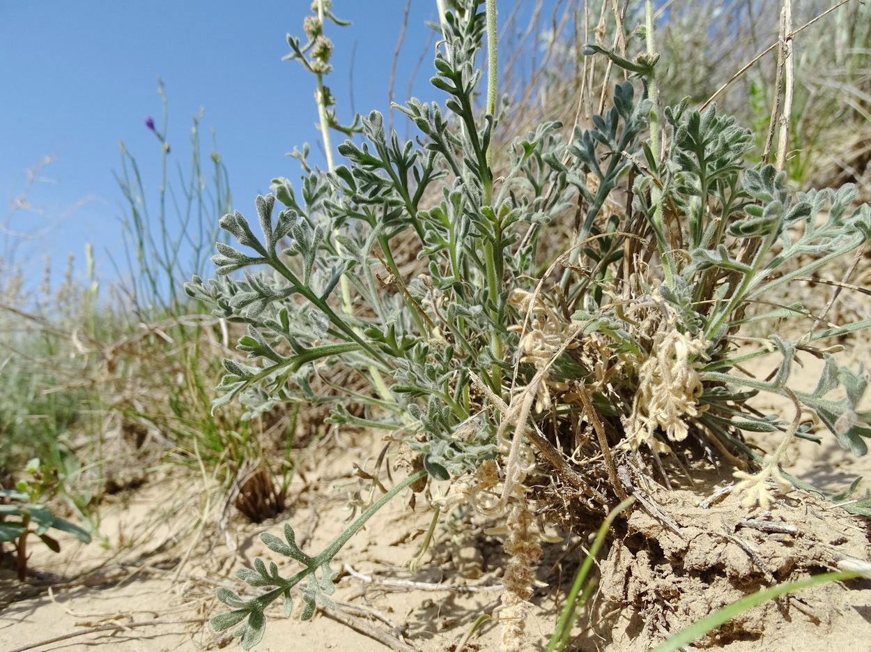 Image of Turaniphytum eranthemum specimen.