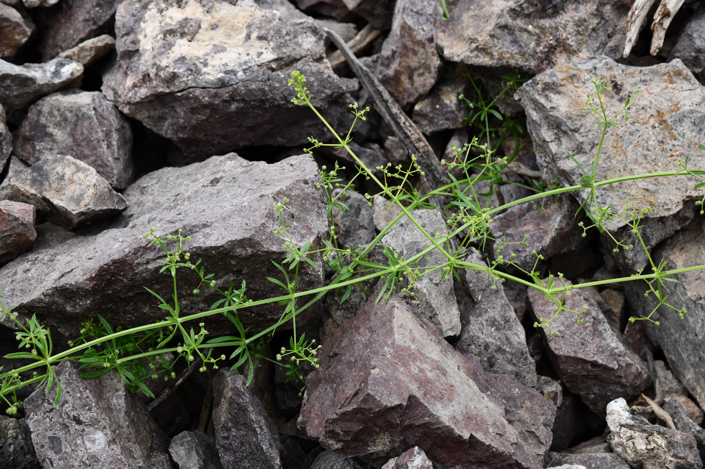 Image of Galium aparine specimen.