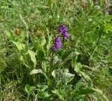 Dactylorhiza urvilleana. Цветущие растения (растения с желтыми соцветиями слева - Inula orientalis). Чечня, Шаройский р-н, 6 км выше по долине р. Чадыри от с. Чайры, правый борт долины, выс. ок. 2100 м н.у.м., луг. 24 июня 2024 г.