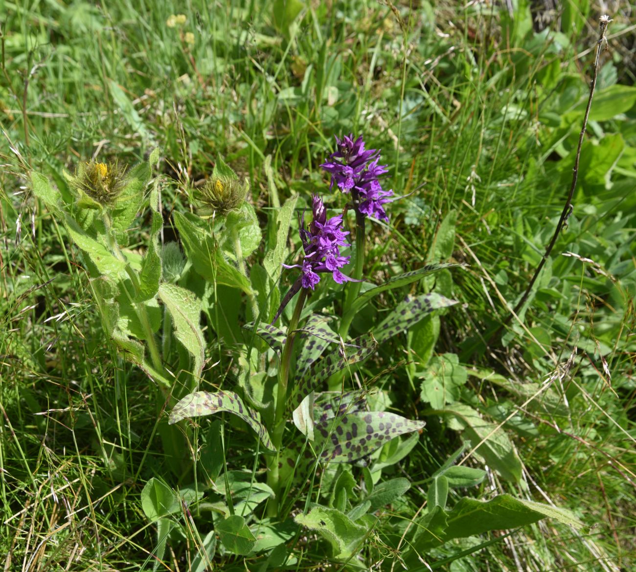 Изображение особи Dactylorhiza urvilleana.