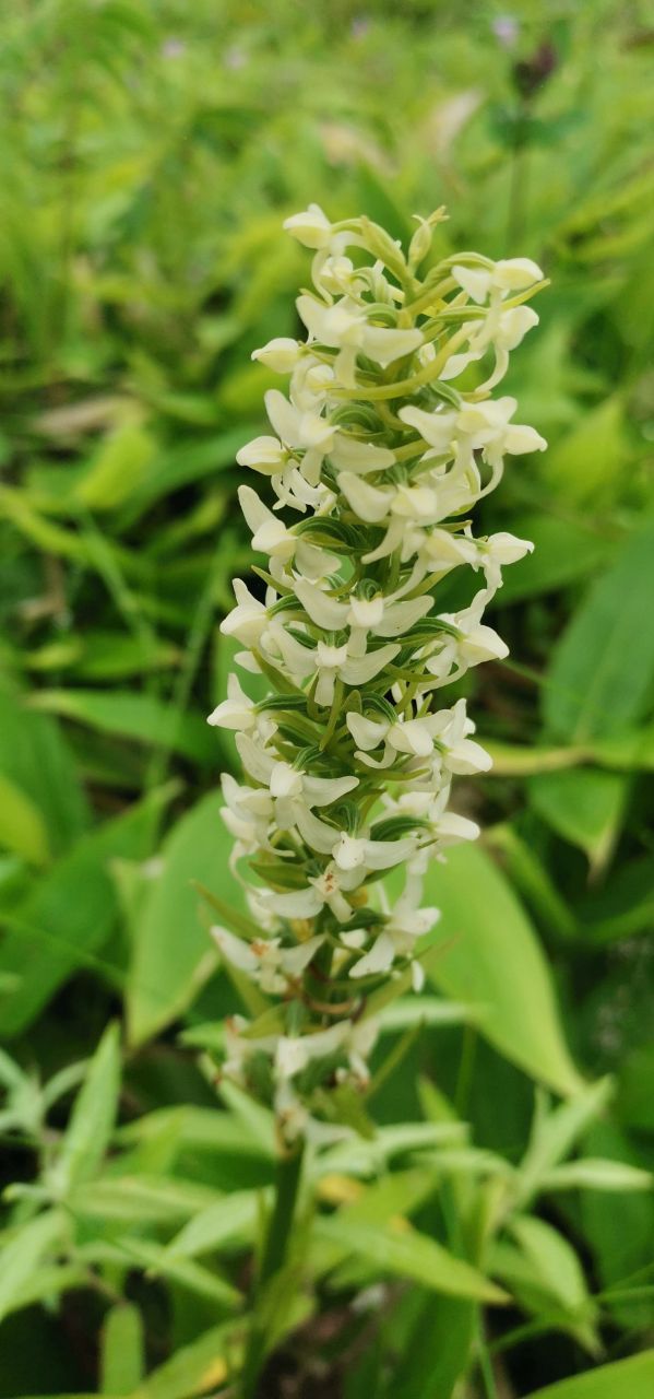 Image of Platanthera sachalinensis specimen.