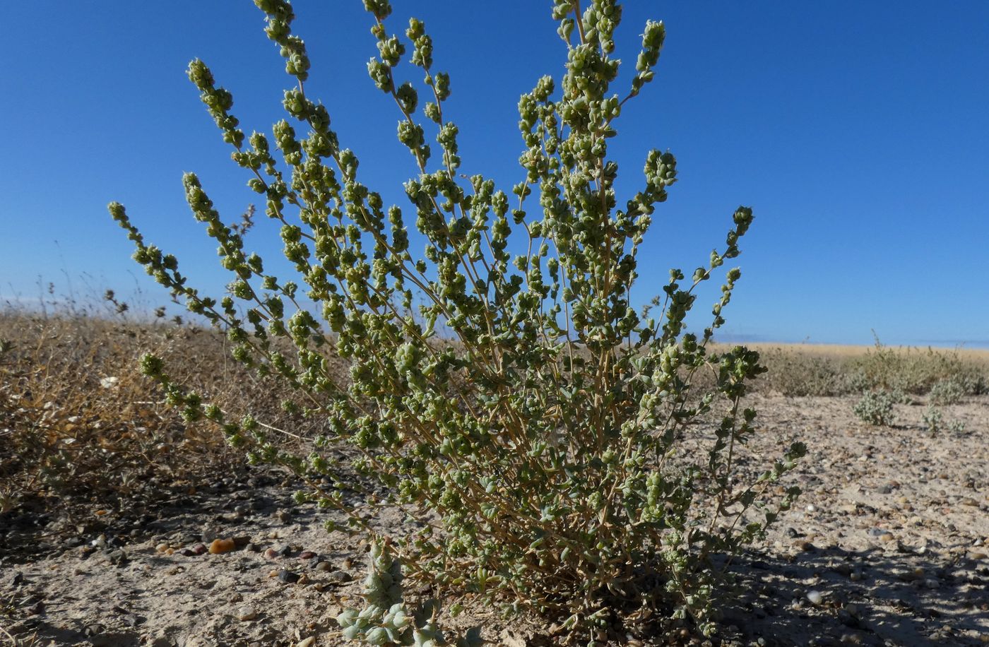 Изображение особи Salsola nitraria.