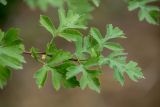 Crataegus monogyna. Побег. Ростовская обл., Аксайский р-н, окр. хут. Александровка, байрачные заросли. 24.07.2024.