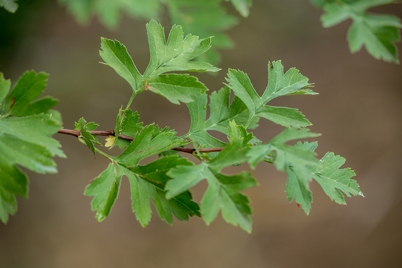 Изображение особи Crataegus monogyna.