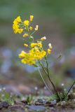 Draba hispida. Цветущее и плодоносящее растение. Карачаево-Черкесия, Урупский р-н, верховья притока р. Ацгара, каменистый берег ручья. 09.08.2024.