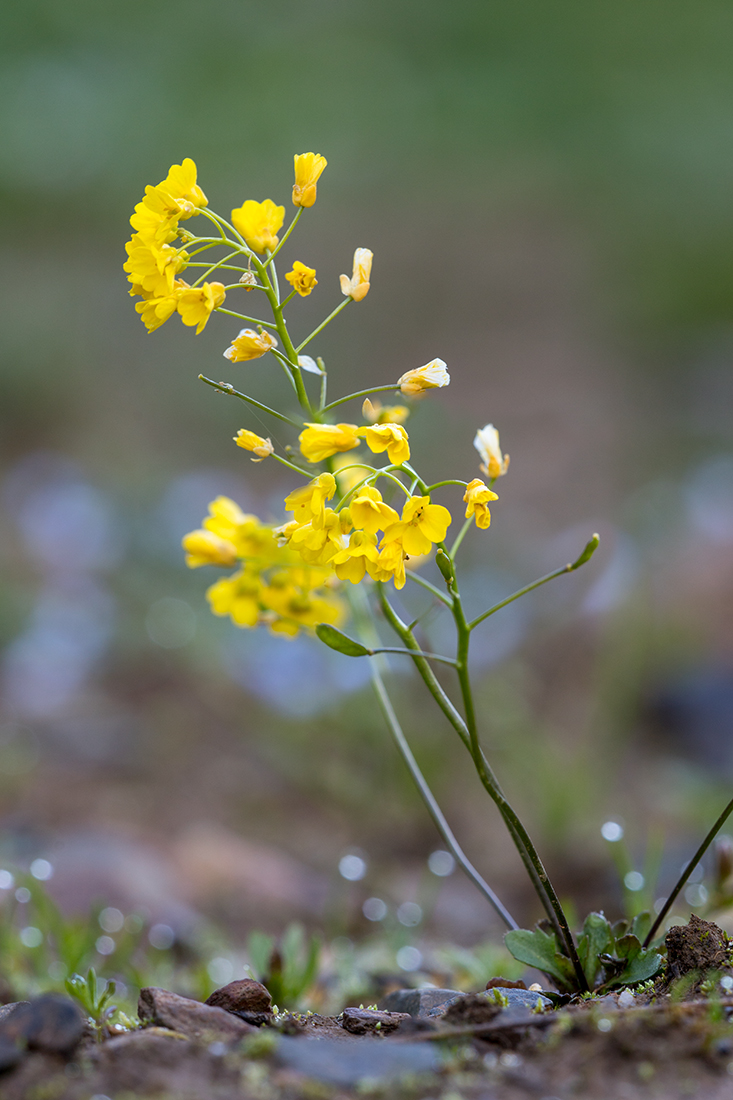 Image of Draba hispida specimen.